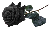 Gothic Blumen- Flowers-Fleurs - Darmowy animowany GIF