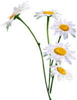 Flowers.Daisies.White.Yellow - PNG gratuit