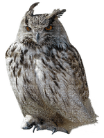 Owls - png gratis