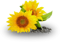 sunflowers - besplatni png