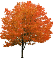 tree - безплатен png