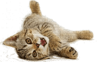 cats,gato-l - 免费PNG