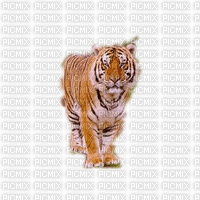 tygrys 1 - Bezmaksas animēts GIF