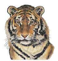 tiger bp - GIF animé gratuit