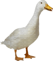 Kaz_Creations Duck - Free PNG