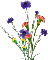 fleurs des champs - PNG gratuit