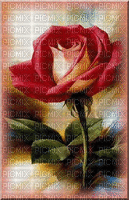 róża obraz - Δωρεάν κινούμενο GIF