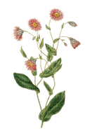 kukka flower fleur - бесплатно png