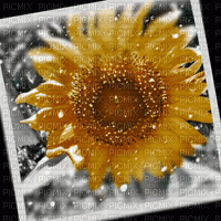 flower - Gratis geanimeerde GIF