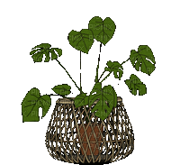 Plants.plante.Deco.Victoriabea - Zdarma animovaný GIF