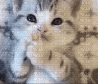 cutee kittay - Безплатен анимиран GIF
