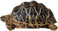 turtle - png grátis