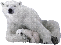 polar bear bp - Free animated GIF