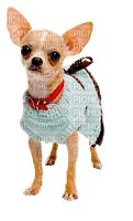 Chihuahua - безплатен png