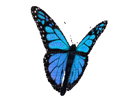 Blue butterfly.Papillon.Mariposa azul.Victoriabea - Free animated GIF