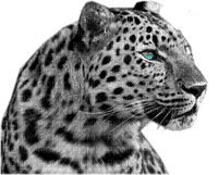 leopardo - png grátis