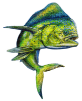 fish bp - Free PNG