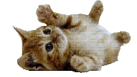 chaton - GIF animate gratis