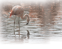 bird-flamingo