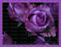 Rosamorada - Bezmaksas animēts GIF