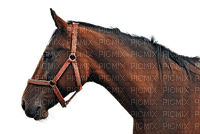 hevonen, horse - png gratis