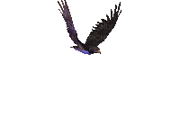 maj gif oiseau - Free animated GIF