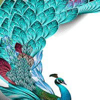 Y.A.M._Birds peacock decor - безплатен png