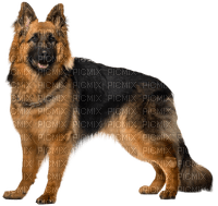 Kaz_Creations Dog-Pup - ücretsiz png
