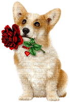 Dog.Rose.White.Brown.Red - PNG gratuit