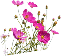 квіти - kostenlos png