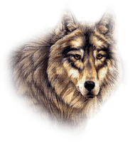 brown wolf - zadarmo png