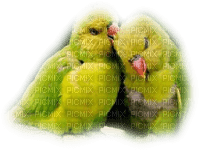 Kaz_Creations Parrots-Birds - безплатен png