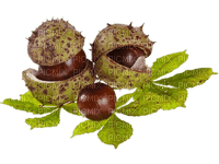 chestnuts, autumn - besplatni png