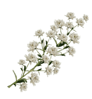 White Flower - nemokama png