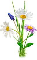 Y.A.M._Summer Flowers Decor - 免费PNG