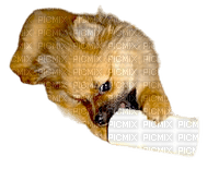 Pomeranian - darmowe png