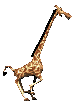 Giraffe bp - GIF เคลื่อนไหวฟรี