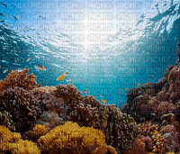 Rena Riff Korallen Ocean Hintergrund - png gratis