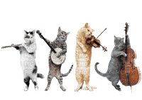 cats orchester music