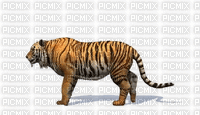 Tiger - Ingyenes animált GIF