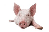 cerdo - PNG gratuit