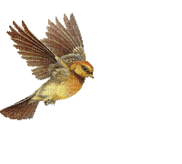 oiseaux - Free animated GIF