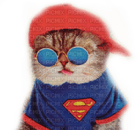 cat super man chat