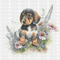 dash hound puppy - PNG gratuit