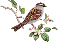 oiseau bird - Nemokamas animacinis gif