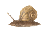 Escargot.Snail.Caracol.Gif.Victoriabea - GIF animate gratis