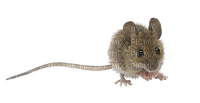 mouse katrin - Free PNG
