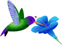 MMarcia gif beija flor bird - Darmowy animowany GIF