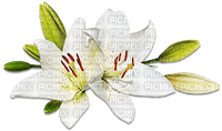 soave deco branch flowers spring lilies white - bezmaksas png