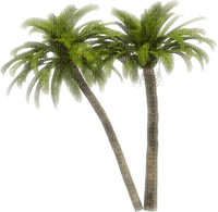 palm by nataliplus - 無料png